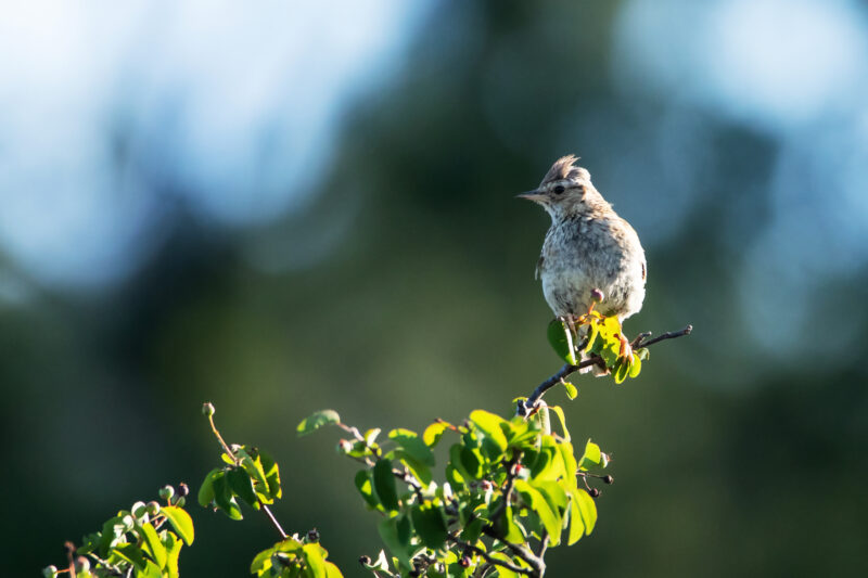 Alouette lulu dans la Drôme